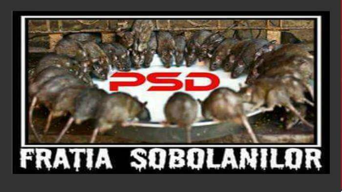 PSD, clanul șobolanilor PSD, clanul șobolanilor